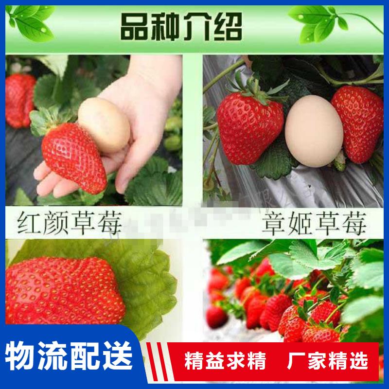鄂州哪里賣妙香草莓苗,妙香草莓苗種植條件