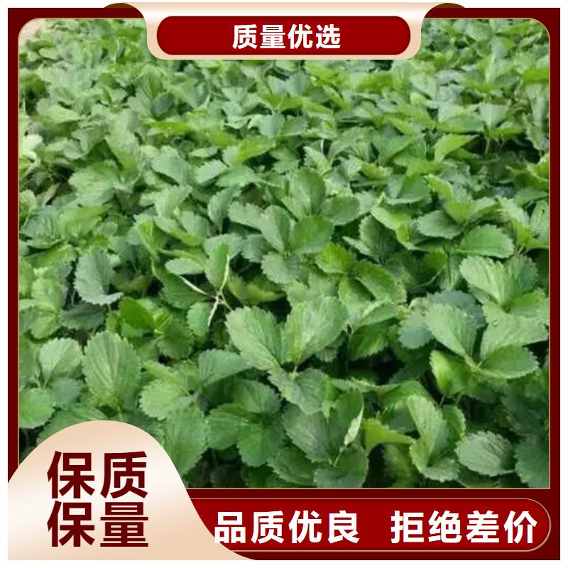 草莓苗 草莓值得信賴定制定做