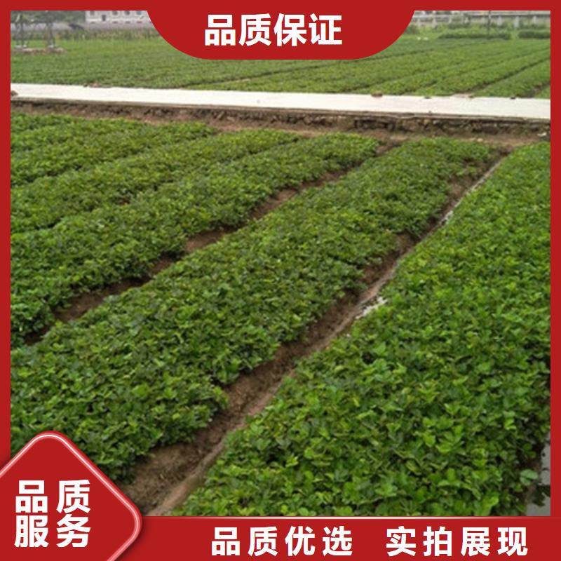 草莓苗果树苗批发基地订制批发随到随提