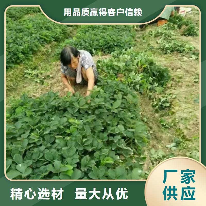 桃熏草莓苗廠家_商洛桃熏草莓苗