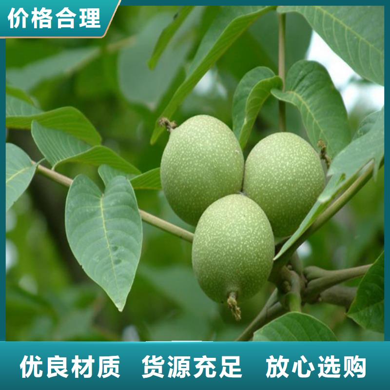 核桃苗-【冬雪蜜桃樹苗】商家直供誠信經營質量保證