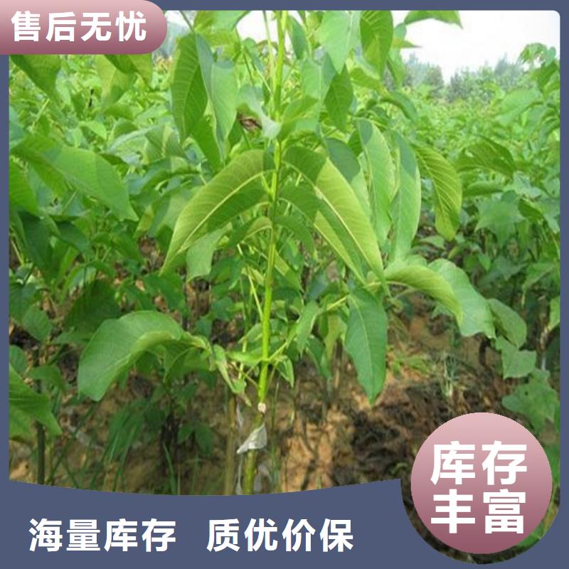 核桃苗,【艾琳娜西梅樹苗】按需設計多種規格供您選擇