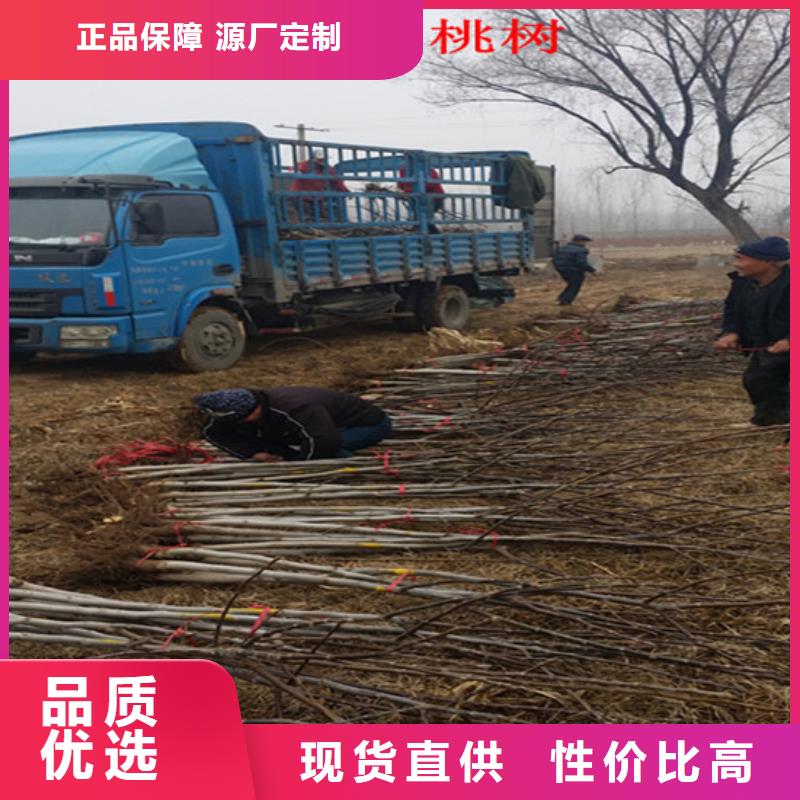 核桃苗香椿樹苗質量層層把關本地貨源