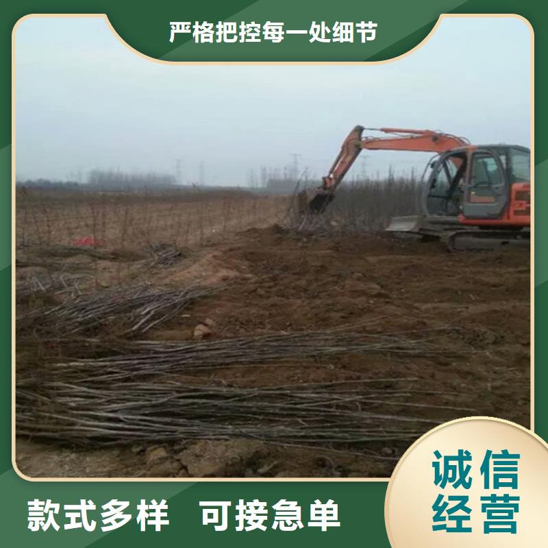 核桃苗毛蟠桃樹苗基地實力才是硬道理源頭廠源頭貨