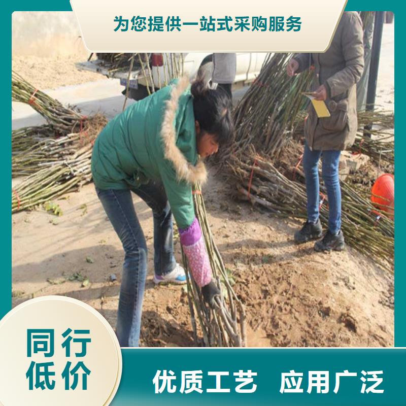 核桃苗西梅樹苗精品選購當地供應商