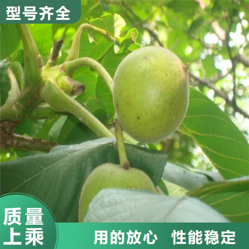 核桃樹苗培育