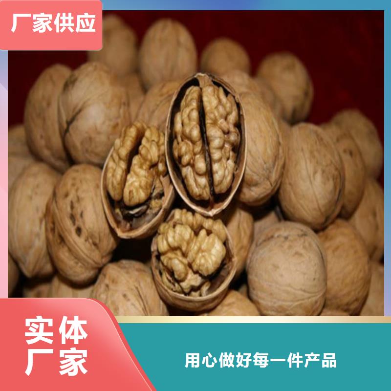 核桃樹苗培育