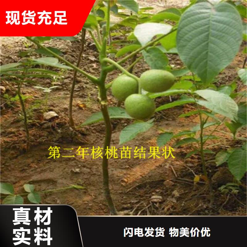 核桃苗蟠棗樹苗應用廣泛層層質檢