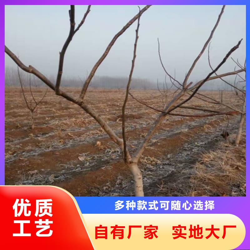 【核桃苗】天仙醉草莓苗海量現貨現貨銷售