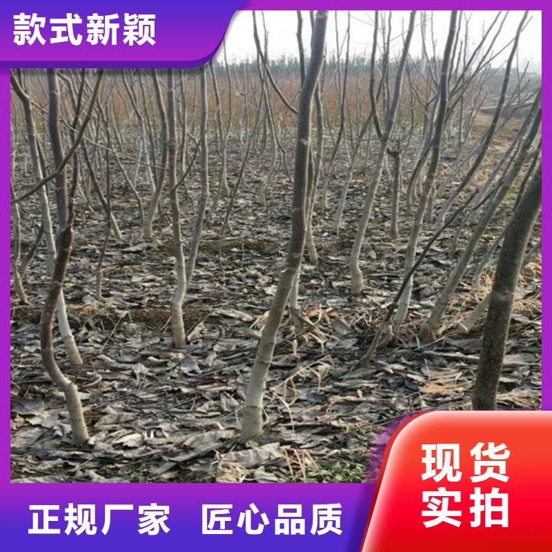 碧根果樹苗培育服務(wù)至上