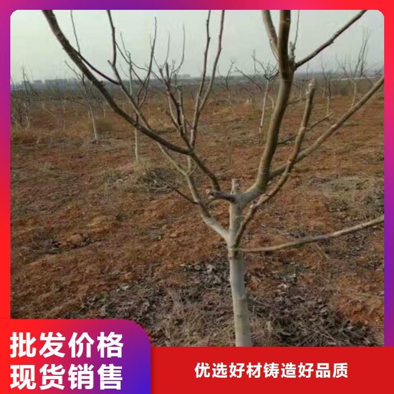 核桃苗,草莓廠家直接面向客戶精心
