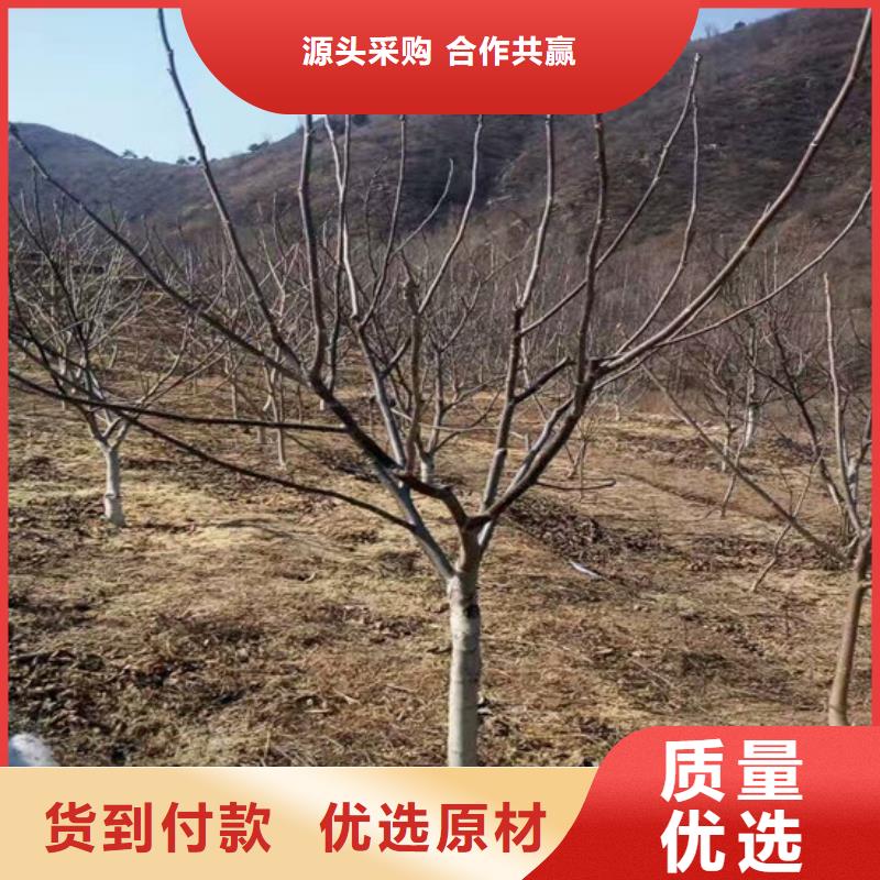 江蘇省紙殼核桃樹苗廠家供應(yīng)