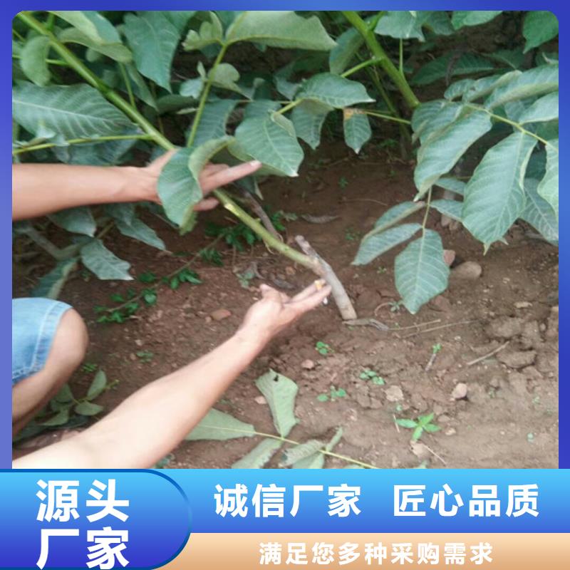 3年生山核桃樹苗歡迎來電咨詢