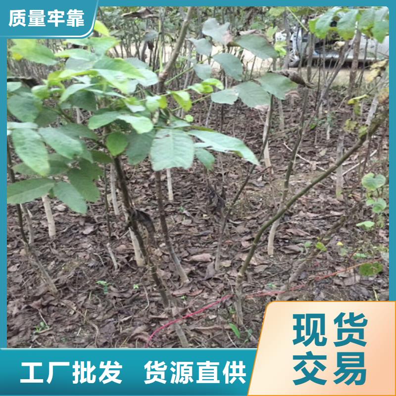 核桃苗大棚草莓苗專業生產品質保證本地供應商