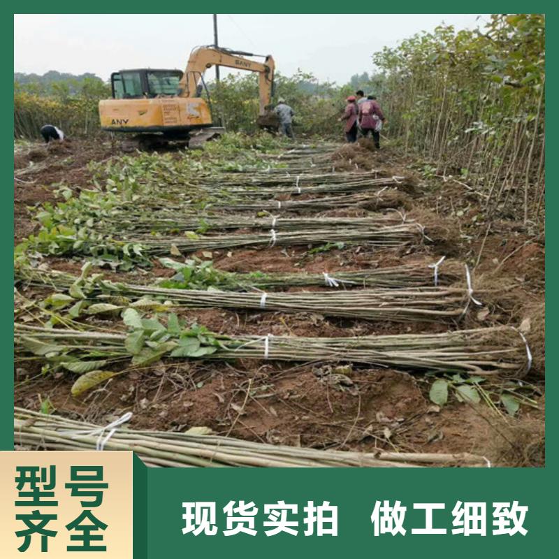 核桃苗香梨樹苗源廠直銷質量不佳盡管來找我