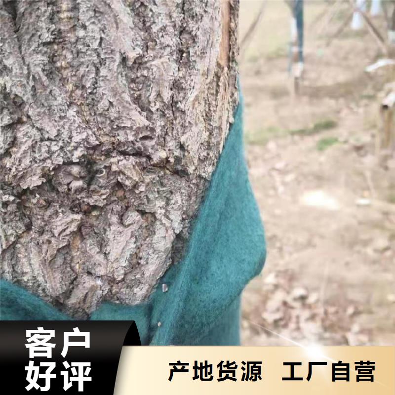 樹木包樹布工程綠化裹樹布當地貨源
