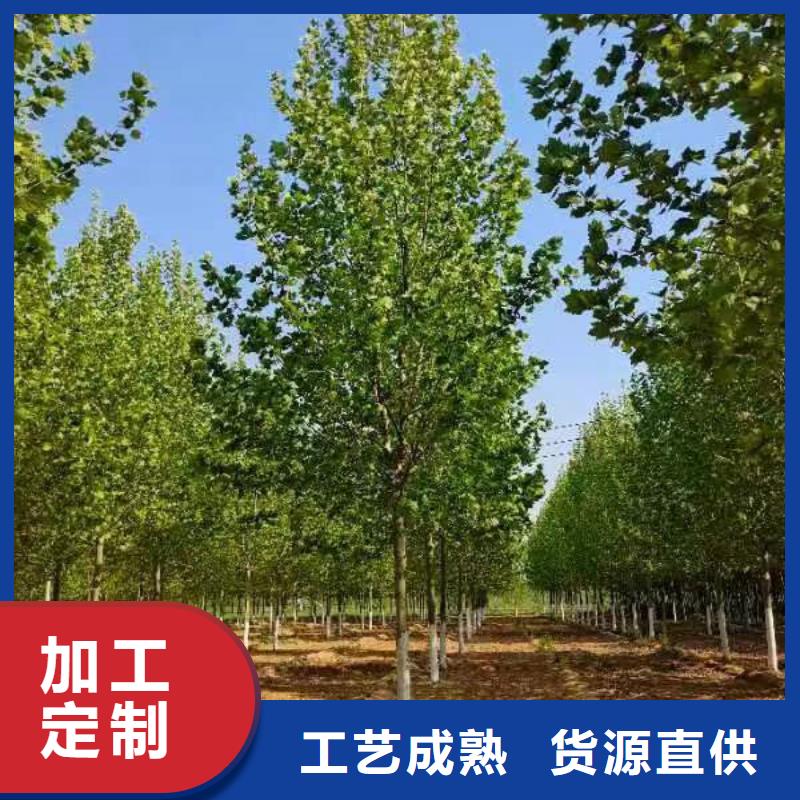 鄂州速生法桐種植基地法桐