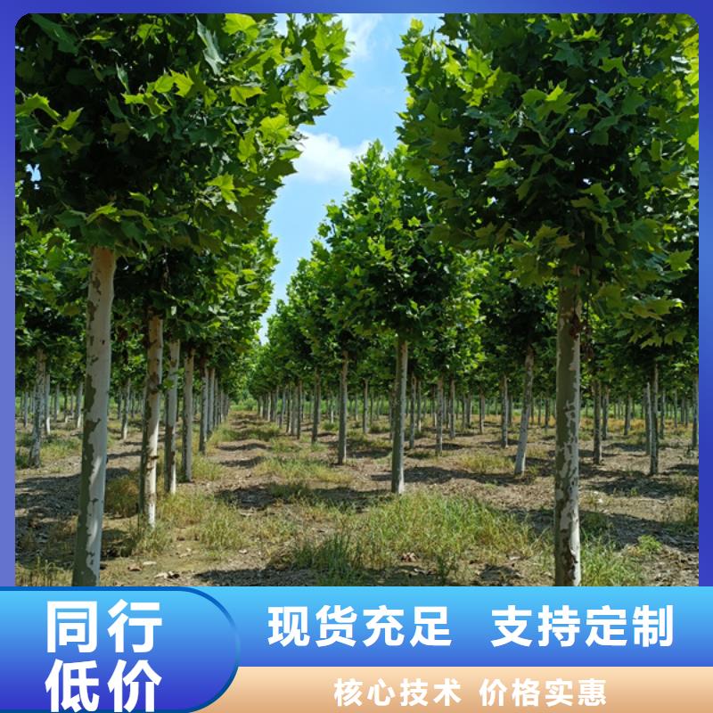 造型法桐歡迎咨詢同城廠家