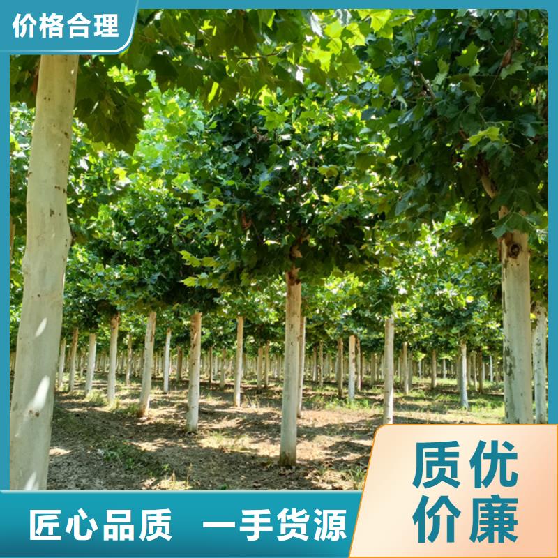 西藏12公分法桐價格基地法桐