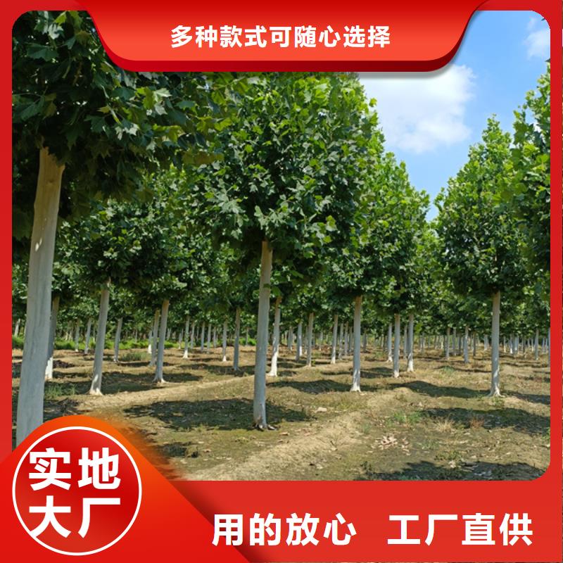 法桐五角楓一站式采購商家當(dāng)?shù)胤?wù)商