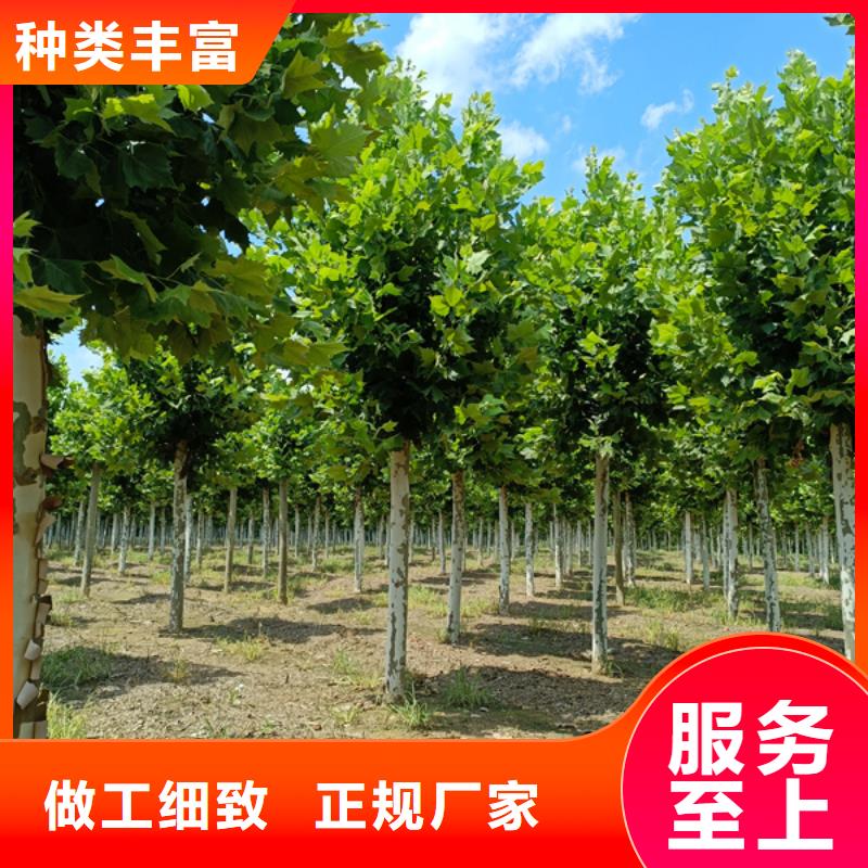 江蘇規(guī)格齊全的速生法桐生產(chǎn)廠家