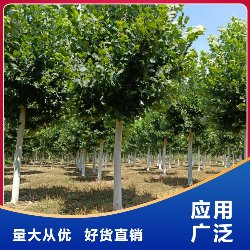 15公分法桐質(zhì)量保證法桐同城生產(chǎn)商
