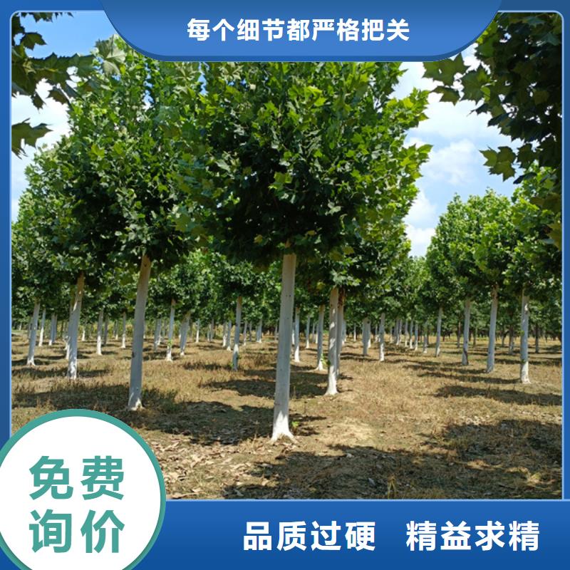 法桐造型法桐速生法桐法桐小苗-誠信立足同城貨源