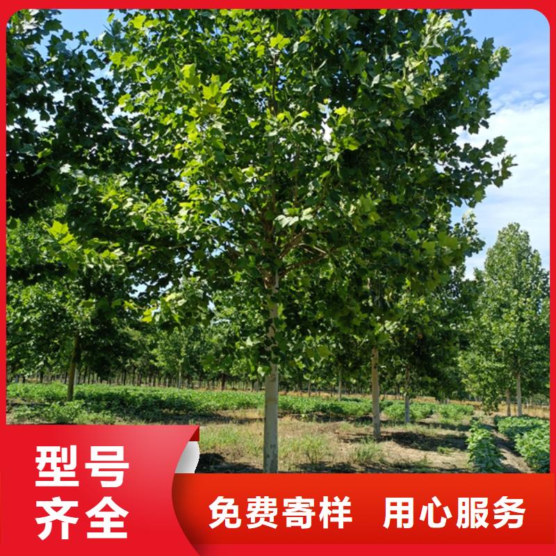 秦皇島速生法桐種植基地法桐