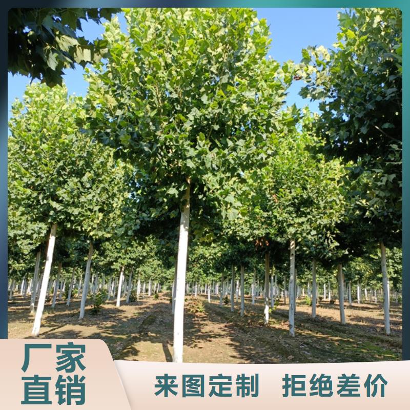 法桐,西府海棠加工定制嚴選用料