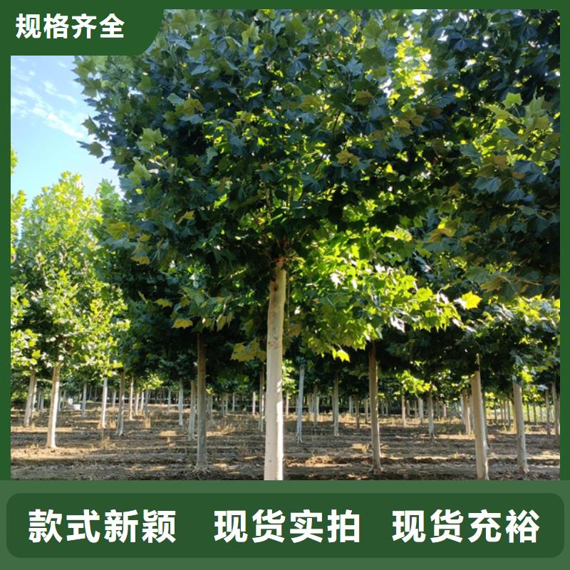 西藏22公分法桐價格基地法桐