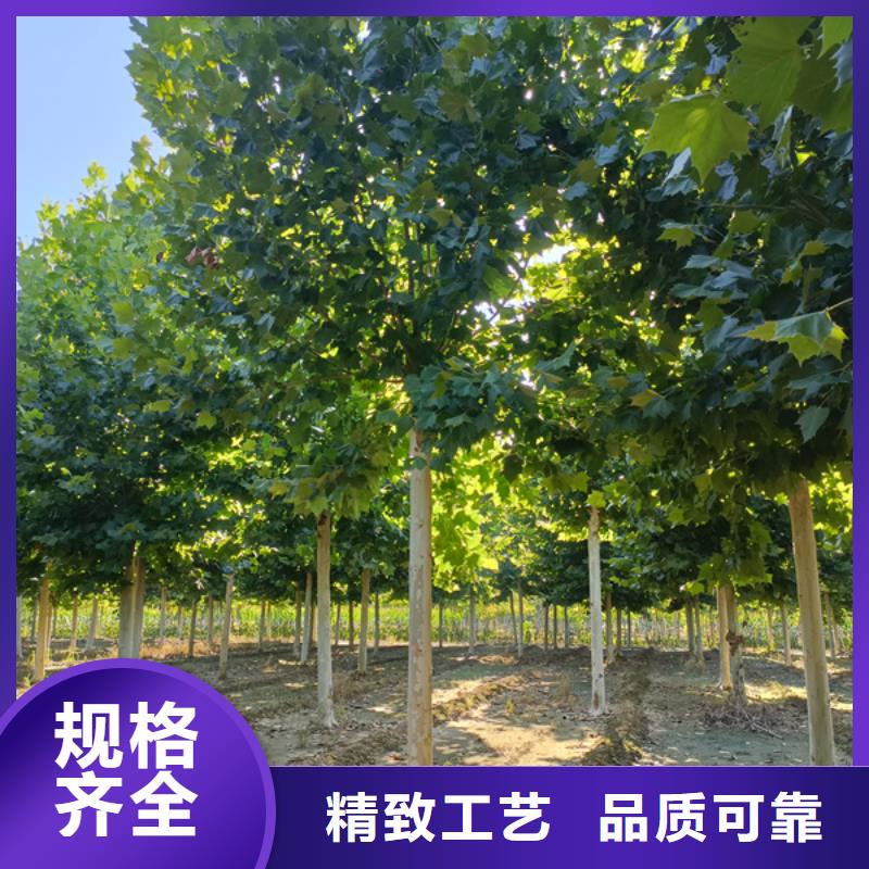 法桐,原生冠法桐型號全價格低詳細參數
