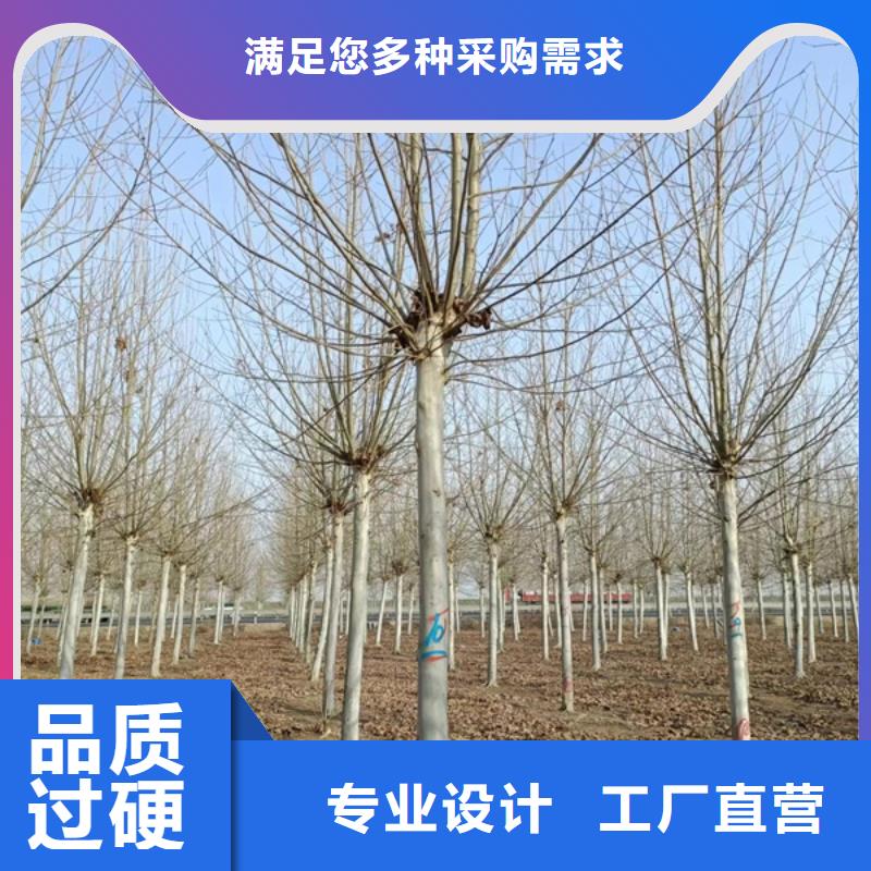 秦皇島速生法桐種植基地法桐