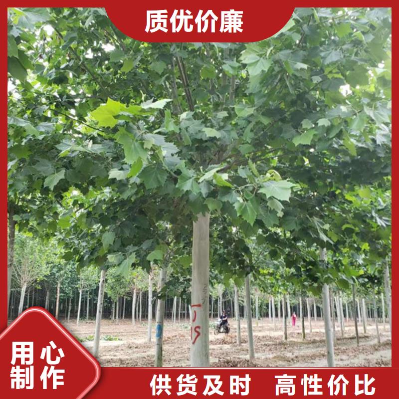 法桐五角楓性價比高產品細節參數