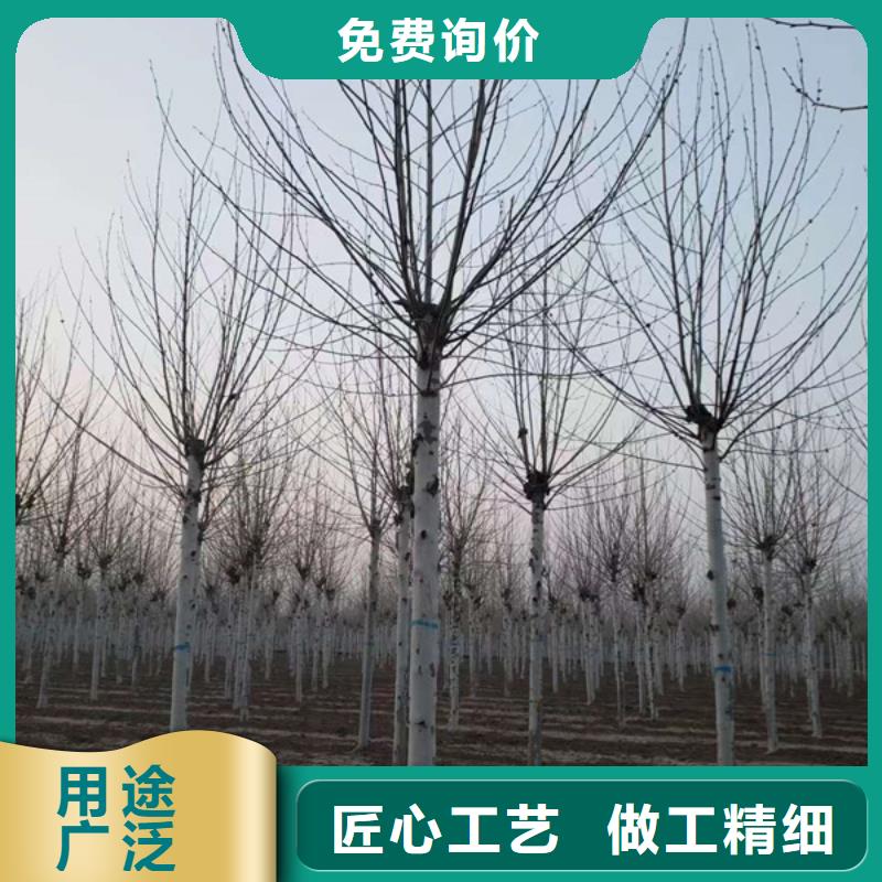 【法桐黃金槐優選廠家】當地廠家