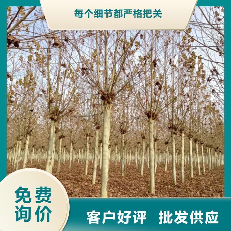 速生法桐歡迎咨詢法桐本地公司