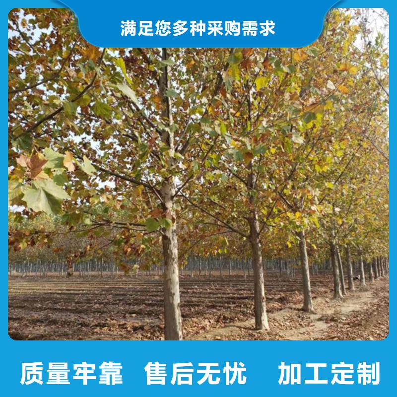 15公分法桐價格合理的公司為您提供一站式采購服務(wù)