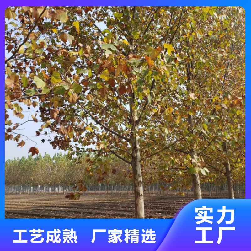 造型法桐暢銷全國法桐生產(chǎn)型