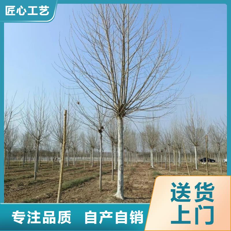 鄂州速生法桐種植基地法桐