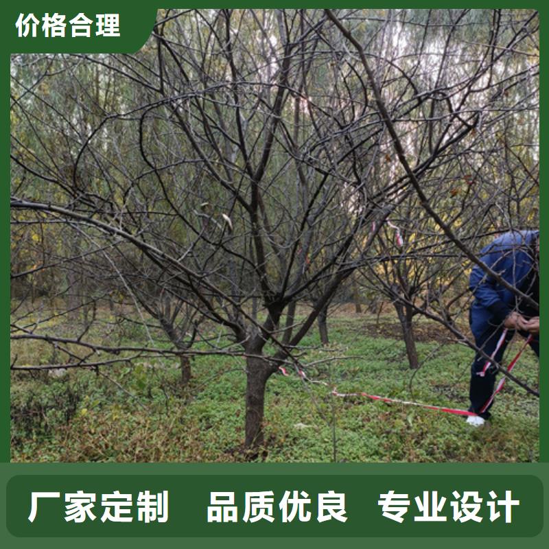 法桐行情放心購買綠化喬木專業設計