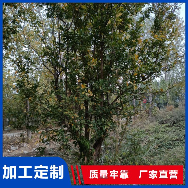 速生法桐-速生法桐優質本地生產商