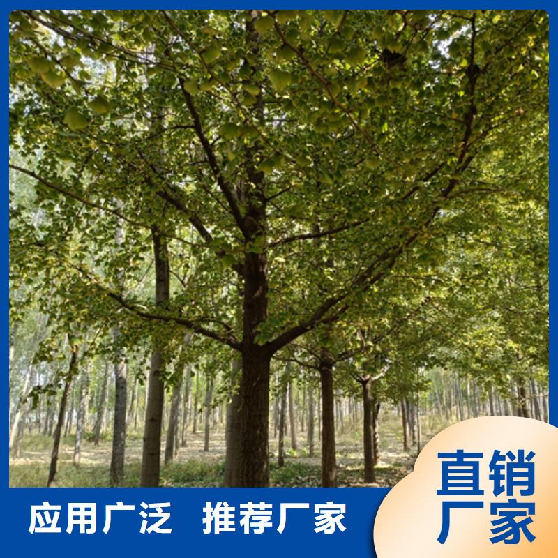 造型法桐現(xiàn)貨直供苗木基地定制不額外收費(fèi)
