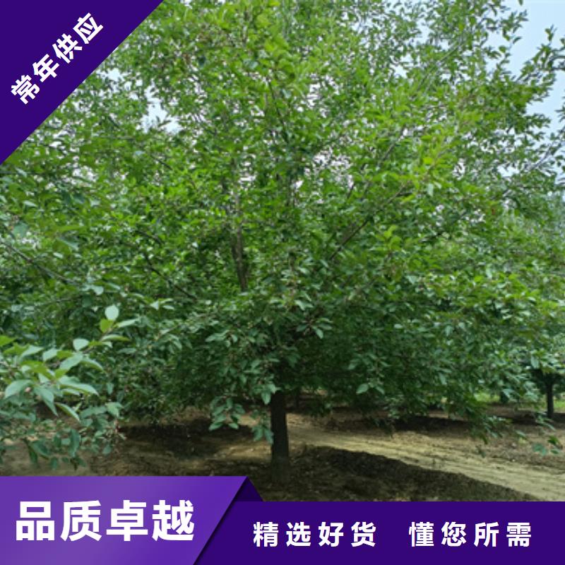 生產法桐行情_廠家/供應本地服務商