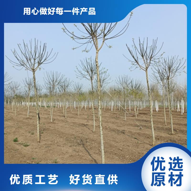 法桐小苗質(zhì)高價(jià)優(yōu)同城廠家