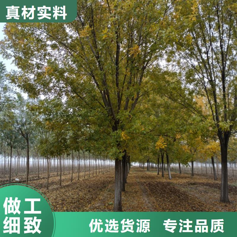 速生法桐質量放心綠化苗木好貨直供