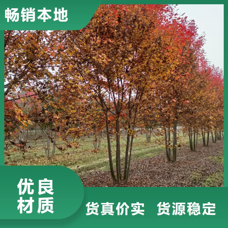 廠家直銷造型法桐廠家本地公司