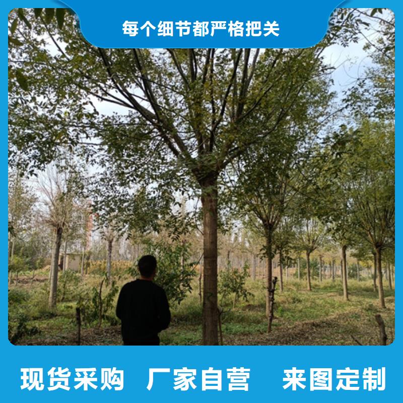 法桐廠家批發(fā)價(jià)好品質(zhì)經(jīng)得住考驗(yàn)