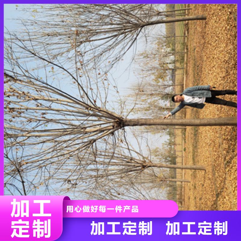批發法桐行情_誠信廠家優質工藝