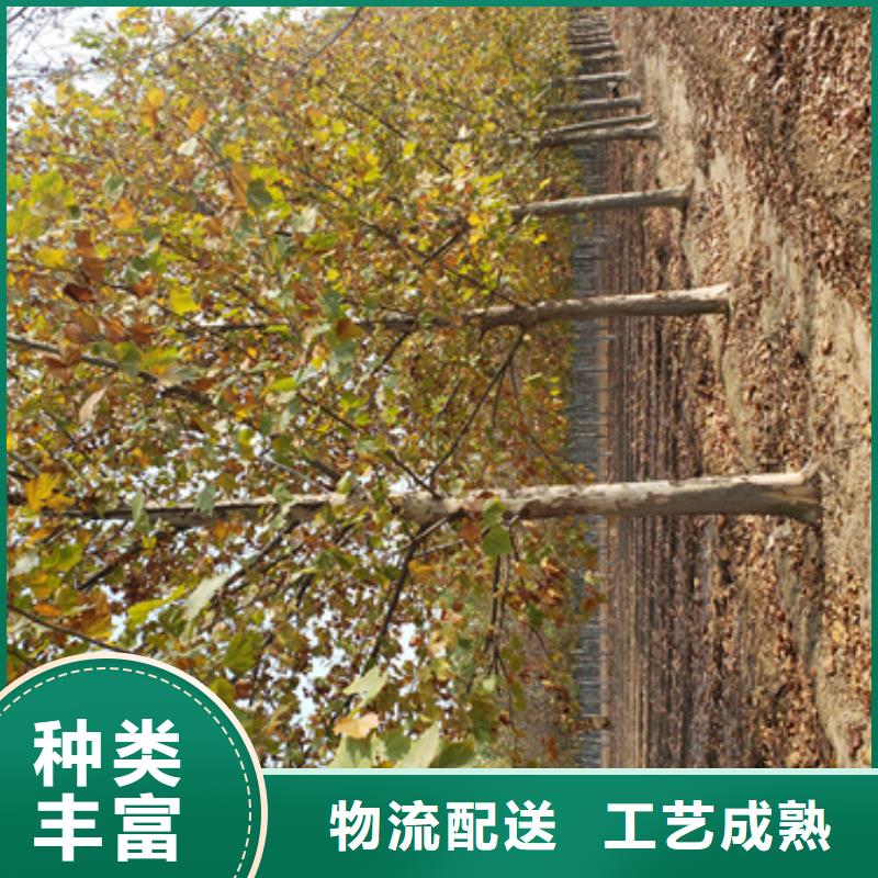 法桐-金葉白蠟定制銷售售后為一體現(xiàn)貨滿足大量采購