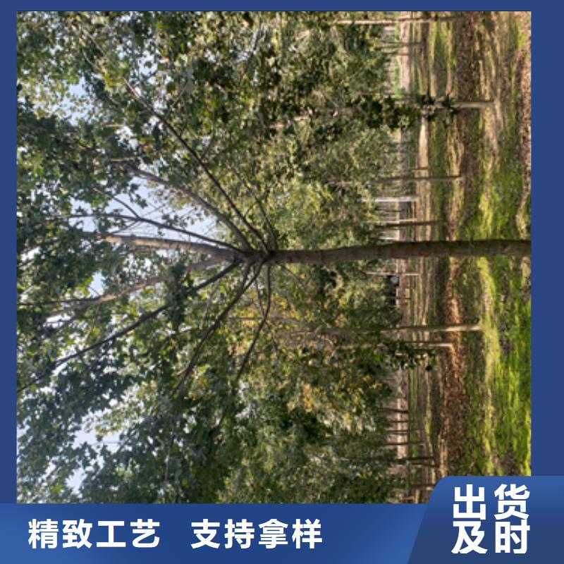 買造型法桐必看-服務(wù)優(yōu)當?shù)毓?yīng)商