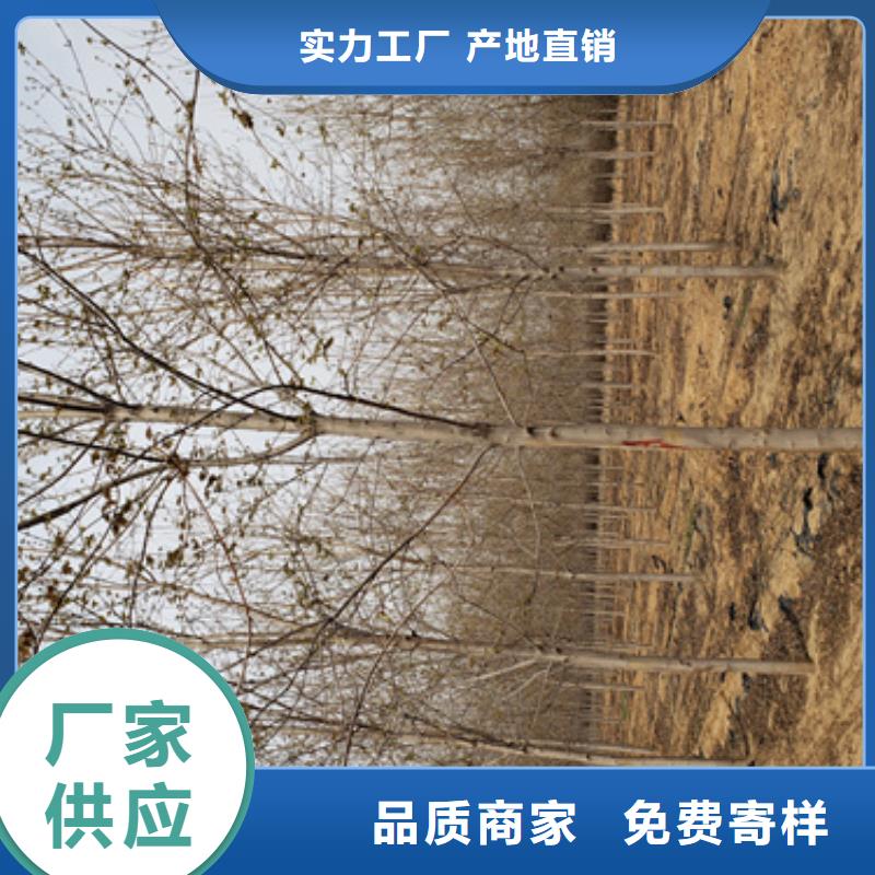 法桐小苗用心服務快速物流發貨